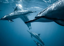 开云-足协官方：同意李铁辞职申请 李霄鹏担任国足主帅